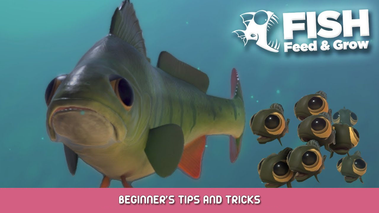 Feed and Grow: Fish Beginner's Tips and Tricks